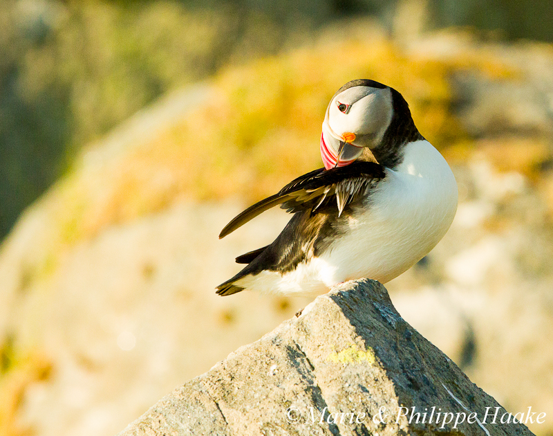 Macareux 3405.jpg - Macareux moine, Fratercula arctica, Atlantic Puffin (Norvège, juin 2012)